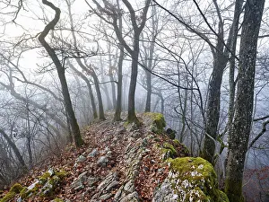 Uninhabited Mountainous Region Europe Prints: Trees surrounded by moss-covered