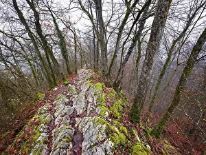 European Mountainous Scenery Prints: Trees surrounded by moss-covered