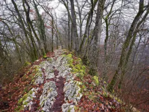 Uninhabited Mountain Scenery Prints: Trees surrounded by moss-covered