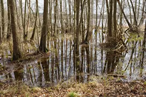 German National Parks Prints: Trees in a swamp with reflection