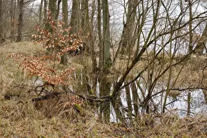 German National Parks Prints: Trees in a swamp with reflection