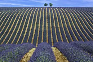 Lavender Field In Provence Prints: Two trees in an undulating lavender field