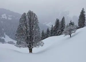 Winter Landscape Prints: Trees in winter