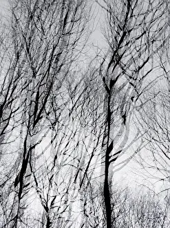 Central Europe Landscapes Prints: Trees in winter, double exposure and in motion
