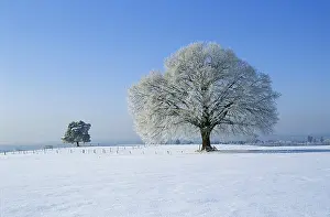 Snowy Tree Landscape Prints: Trees in winter Germany