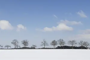 Winter Landscape Prints: Trees in a winter landscape