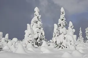 Coniferous Tree In Snow Prints: Trees, winter, tree, winter forest