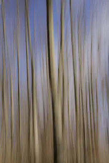 Uninhabited Landscape Prints: Trees: Wiping technique