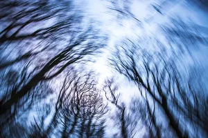 Uninhabited Forest Scene Prints: Treetops