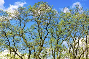 Uninhabited Forest Scene Prints: Treetops against a blue sky, Ternitz