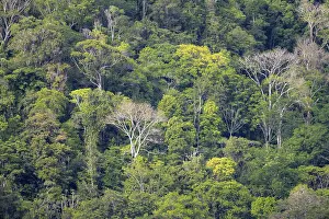 Primeval Forest Scenery Prints: Treetops, dense rainforest with trees