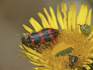 Prints of Trichodes alvearius, bee wolf Checkered Beetle Prints: Trichodes alvearius Print - Bee Wolf Insect