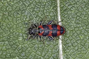 Predator Insect Prints: Trichodes apiarius, bee wolf