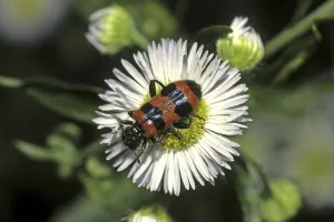 Prints of Trichodes apiarius, bee wolf Checkered Beetle Prints: Trichodes apiarius Print - Bee Wolf Insect