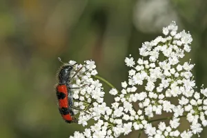 Flower Visiting Insects Prints: Trichodes apiarius, bee wolf