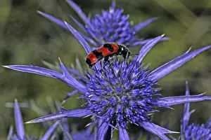 Flower Visiting Insects Prints: Trichodes apiarius, bee wolf
