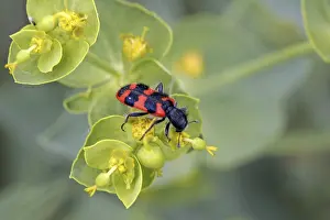 Trichodes Apiarius Prints: Trichodes apiarius, bee wolf