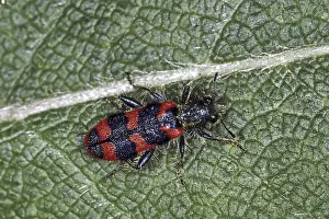 Prints of Trichodes apiarius, bee wolf Checkered Beetle Prints: Trichodes apiarius Print - Bee Wolf Insect
