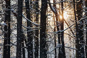 Baltic Seaside Resort Prints: Trickling snow against the light
