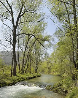 European Riverine Landscapes Prints: Triesting river in spring, Triestingtal valley
