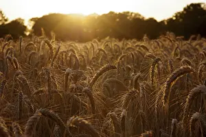 Sunset Photography Prints: Triticale, cornfield, evening sun
