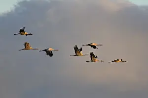 Prints of Troop of cranes in flight Crane Hawk Prints: Troop of Cranes in Flight Print