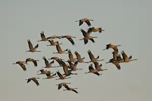 Crane Migration Prints: Troop of cranes in flight