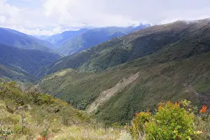Tropical Cloud Forest Prints: Tropical Cloud Forest landscape