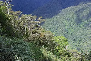 Tropical Rainforest Landscapes Prints: Tropical Cloud Forest landscape