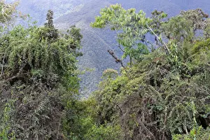 Tropical Cloud Forest Prints: Tropical Cloud Forest landscape