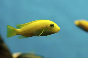 Tropical Fish Underwater Prints: Tropical fish