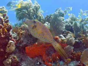 Prints of A tropical fish, the script filefish (Aluterus scriptus), swims above a colourful underwater landscape at the John Pennekamp Coral Reef State Park dive site, Key Largo, Florida Keys, Florida, USA Filefish Prints: Print of Script Filefish in Key Largo, Florida
