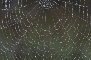 Prints of Tropics on spider web Web Spider Prints: Tropics on Spider Web Print