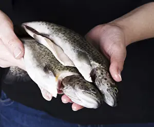 Bony Fish Habitat Prints: Trouts