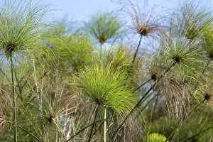Prints of True papyrus (Cyperus papyrus), swamps of Mabamba, Lake Victoria, Uganda Lake Prints: True Papyrus (Cyperus papyrus) Print, Mabamba Swamps, Lake Victoria