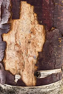 Deciduous Tree Bark Prints: The trunk of birch tree without birchen bark