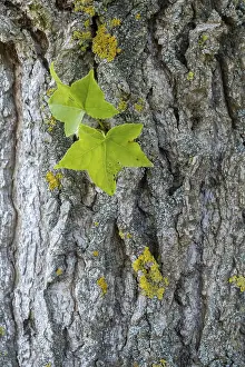 Outdoor Nature Photography Prints: Trunk of a maple-leaved plane tree