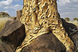 Tree Trunk Detail View Prints: Trunk of a quiver tree