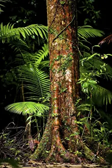 Australian Wilderness Scenery Prints: Trunk of a tropical tree, tree with structure