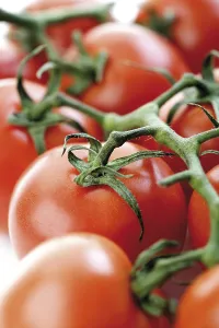 Raw Vegetable Nutrition Prints: Truss of tomatoes