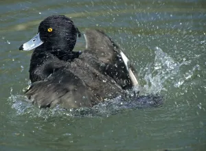 Aquatic Birds Habitat Prints: Tufted Duck