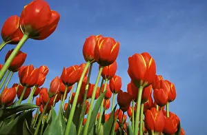 Nature Landscape Prints: Tulip
