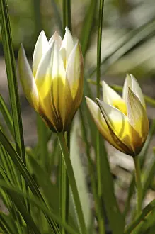 Flowering Tulips Prints: Tulip