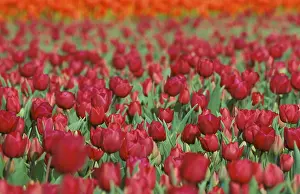 Nature Scene Prints: Tulip