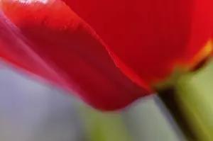 Close Up Tulip Prints: Tulip detail
