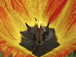 Tulip Blossom Prints: Tulip detail
