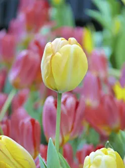 Exterior View Of A Single Flower Prints: Tulip