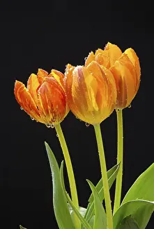 Ornamental Plant Prints: Tulip