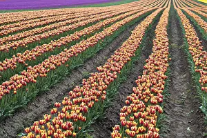 Spring Flowering Plant Prints: Tulip field in spring