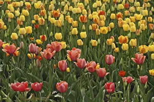 Framed Print : Tulip Mix Print Framed Print : Tulip Mix Print